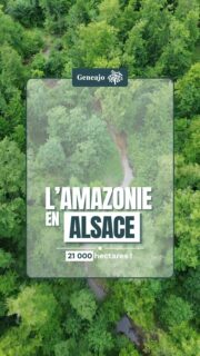 C'est la plus grande forêt d'Alsace, et elle se trouve à Haguenau dans le Bas-Rhin ! Je te raconte son histoire et ses particularités dans cette vidéo ! 🌳🌲🍀🔴⚪️

Source : ONF

🎶 EONA - Emotional Ambient Pop, by Rockot, Pixabay

#alsace #nature #foret #haguenau #patrimoine