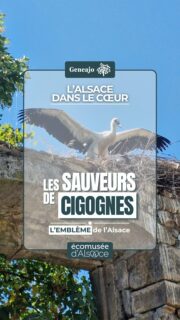 C'est l'emblème de la région et elle a bien failli disparaître ! Il paraît aussi que c'est elle qui livre les bébés ! C'est bien évidemment la cigogne ! 🔴⚪️🏡

➡️ On te la présente dans cette vidéo réalisée à l'Écomusée d'Alsace qui a joué un rôle majeur dans la protection et la réintroduction de l'espèce !

ℹ️ Je ne le précise pas dans la vidéo mais l'association qui a sauvé les cigognes est l’APRECIAL (Association pour la Protection et la Réintroduction des Cigognes en Alsace Lorraine)

🎶 Inspiring Inspirational Background Music, by SigmaMusicArt, Pixabay.

#alsace #cigogne #patrimoine #animaux